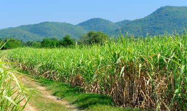 Sugar Development